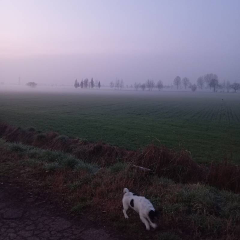 Fotosegnalazione di Travagliato