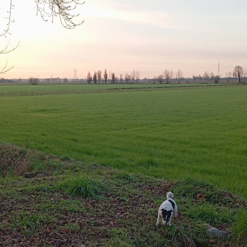 Fotosegnalazione di Travagliato