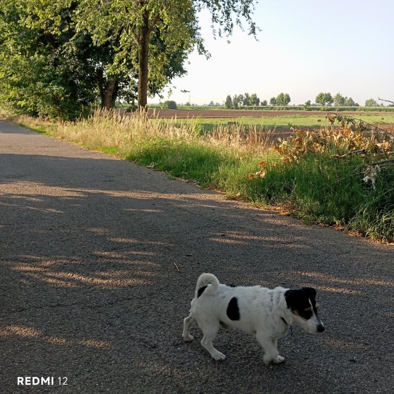 Fotosegnalazione di Travagliato