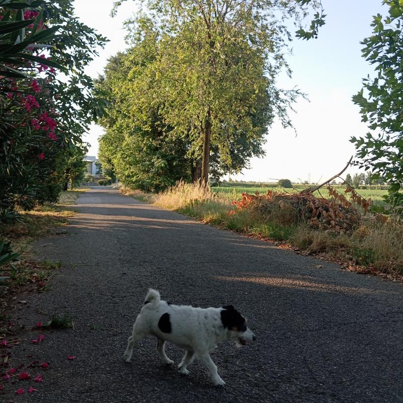 Fotosegnalazione di Travagliato