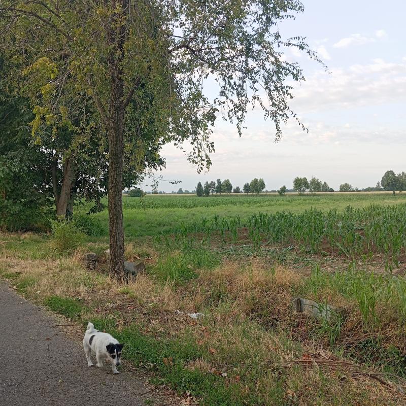 Fotosegnalazione di Travagliato