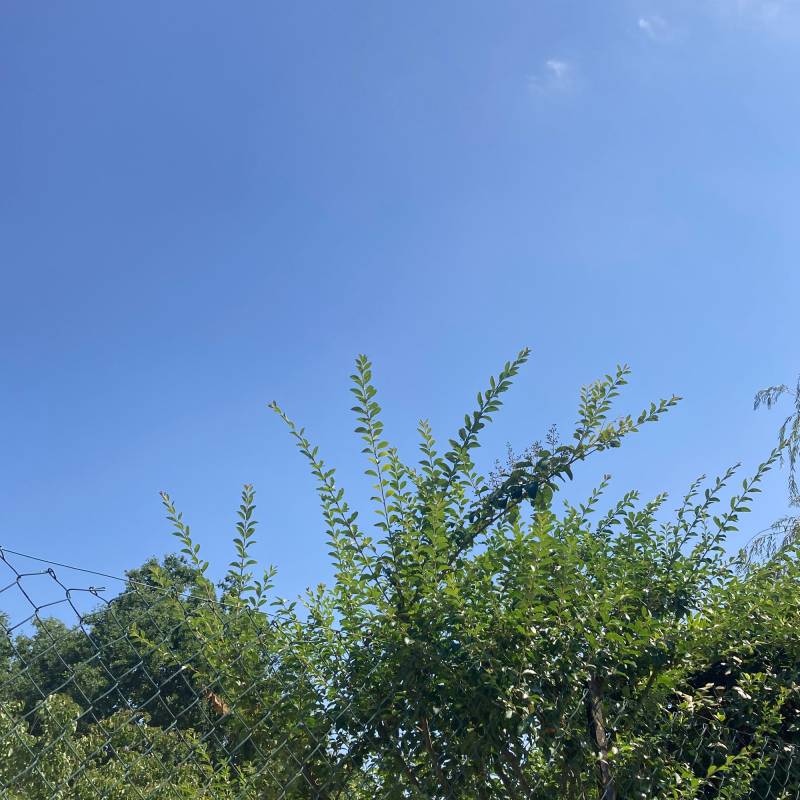Fotosegnalazione di Cellarengo