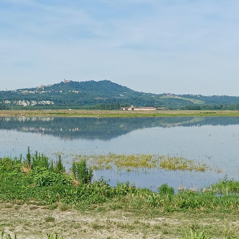 Camino riflesso nella risaia
