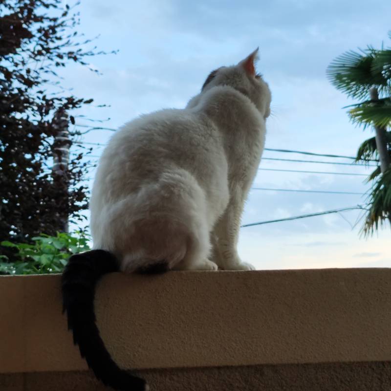 Fotosegnalazione di Beregazzo con figliaro