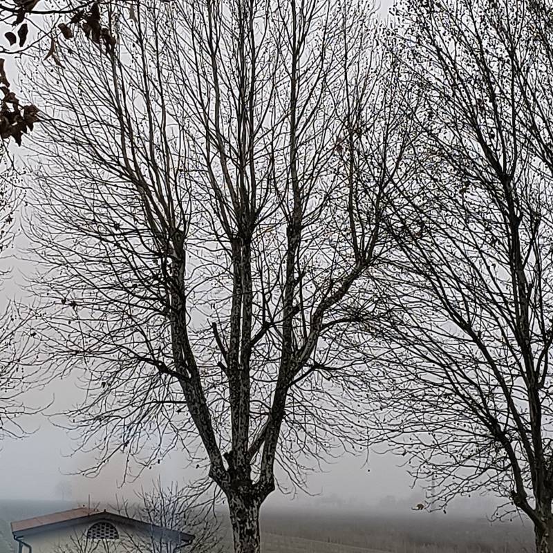 Fotosegnalazione di Motta di livenza