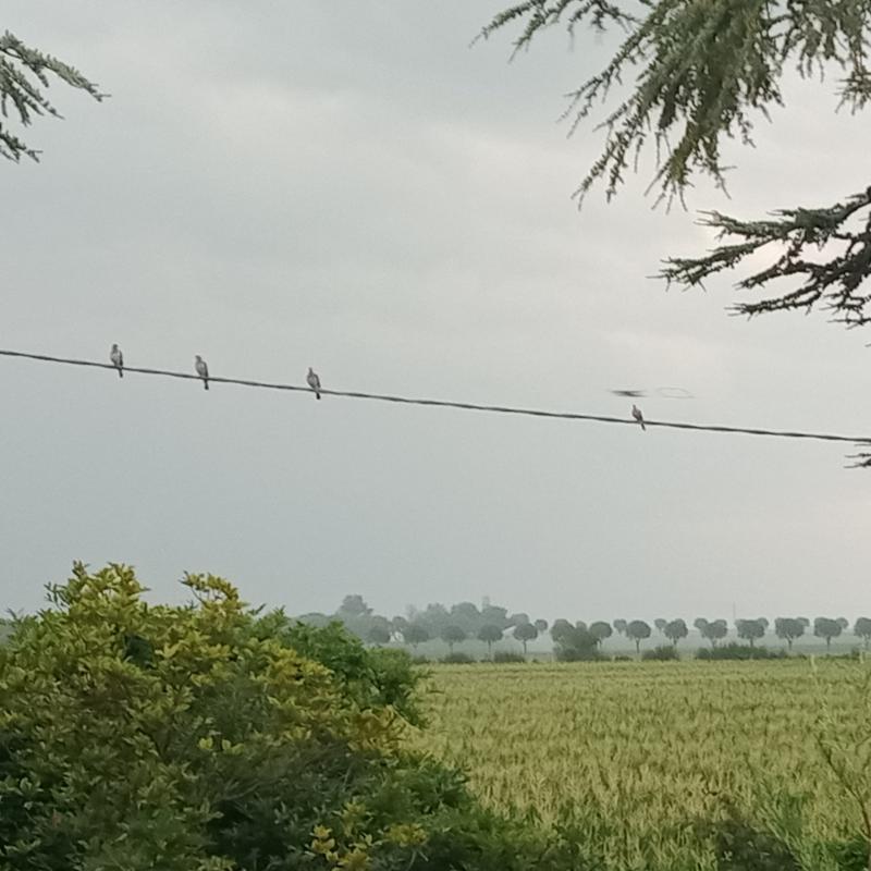Fotosegnalazione di San quirino