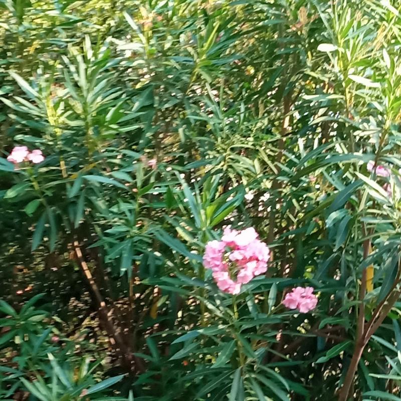 Oleandro in fiore