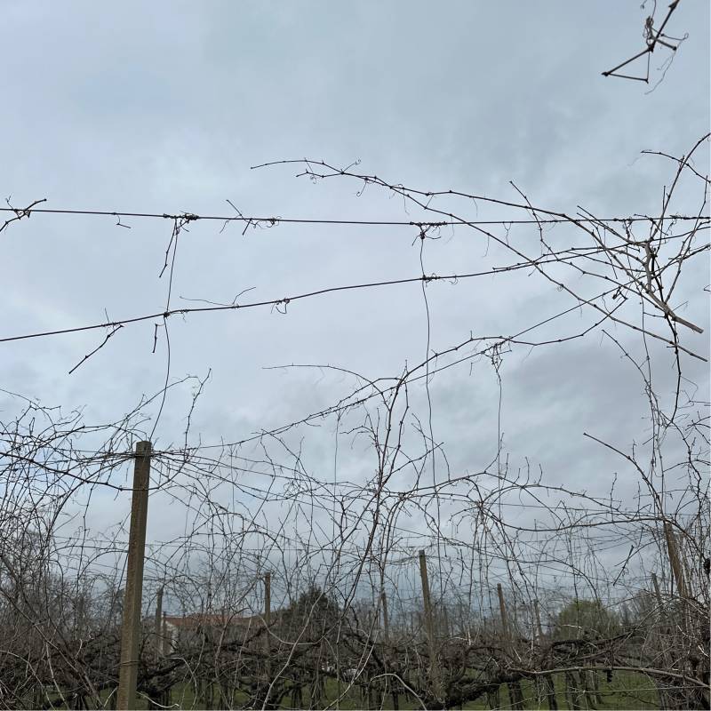Fotosegnalazione di Gorgo al monticano
