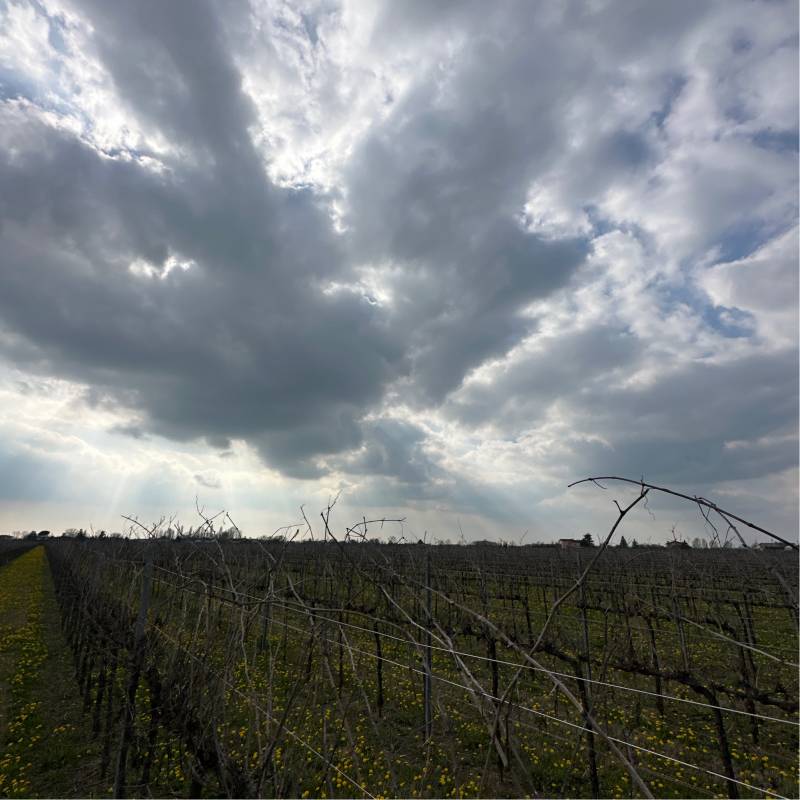 Fotosegnalazione di Gorgo al monticano