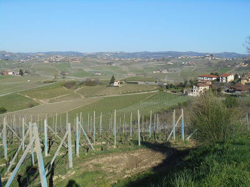 La passione per il grande vino Piemontese filari di uve nebbiolo di Barbera Barbaresco e Barolo