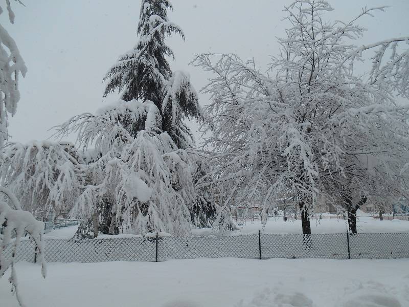 Piante stracariche di neve della nostra palazzina sommerse da 70 cm di neve giovedi 5 febbraio