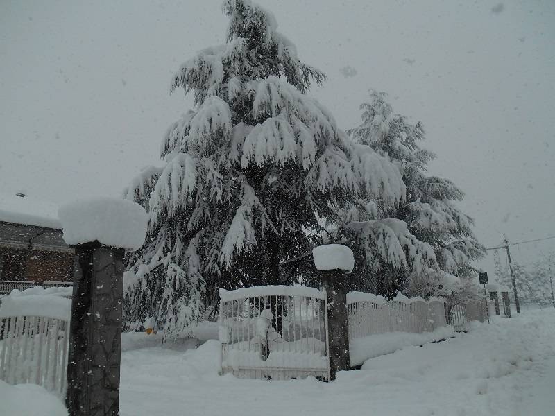 Pini stracarichi di neve presso le campagne di Borgo San Dalmazzo giovedi 5 febbraio 2015