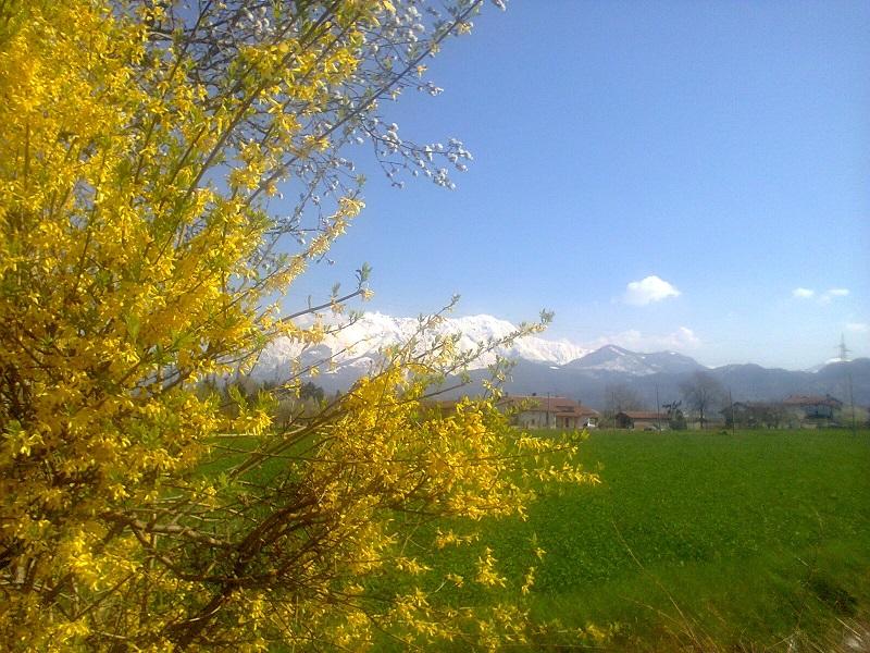 Una gialla e stupenda pianta di forsizia fiorita nelle campagne di Borgo sullo sfondo la Bisalta innevata foto di mia mamma