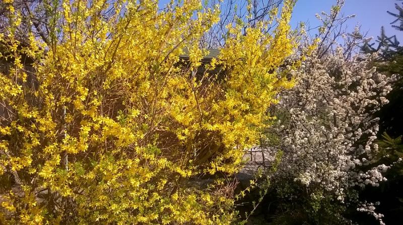 Meravigliosi fiori gialli di forsizia e bianchi di prunus in fiore nelle campagne di Borgo San Dalmazzo
