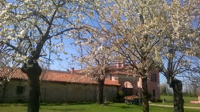 Stupendi ciliegi in fiore che abbelliscono una cascina nei pressi delle campagne di Borgo San Dalmazzo