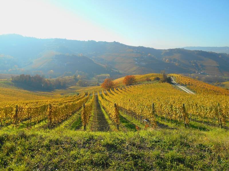 Autumn colors from Langhe