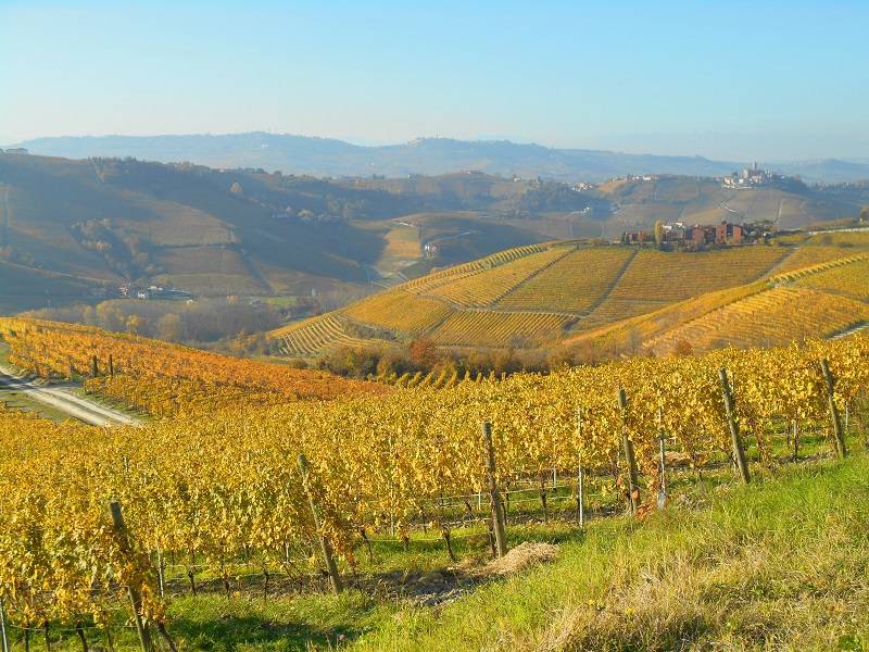 Wonderful autumn colors from Langhe