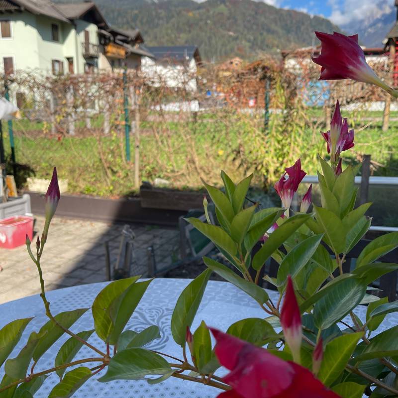 Fotosegnalazione di Transacqua