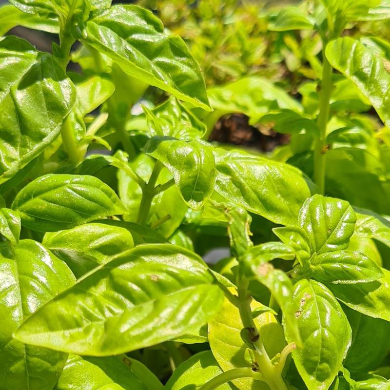 come il basilico al solesopra un balcone italiano