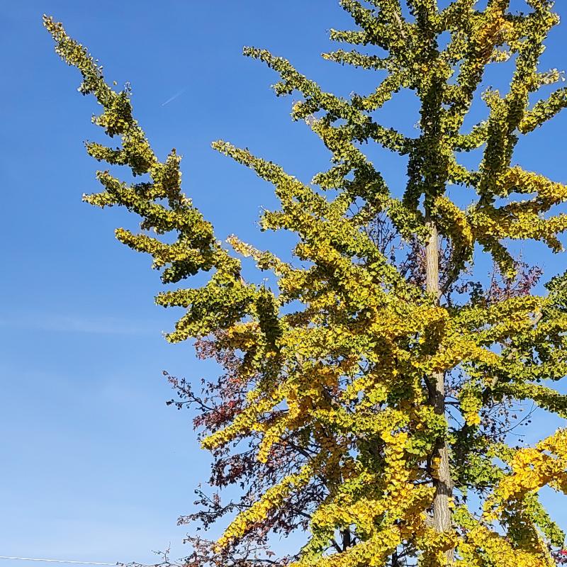 Autunno in arrivo il ginco lo segnala