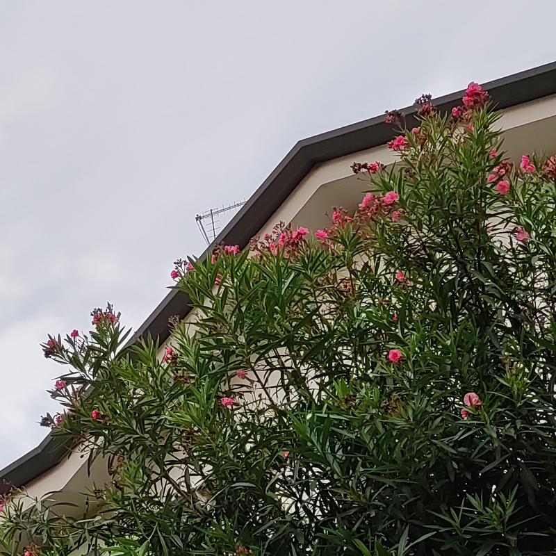 Nuvole ma tra i fiori.... san giovanni lupatoto vr