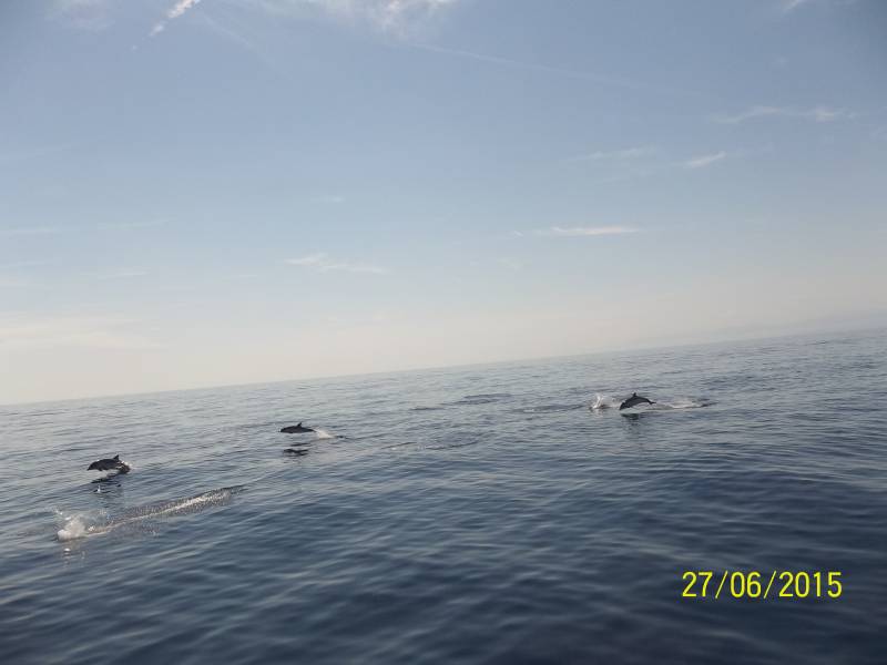 secondo gruppo delfini