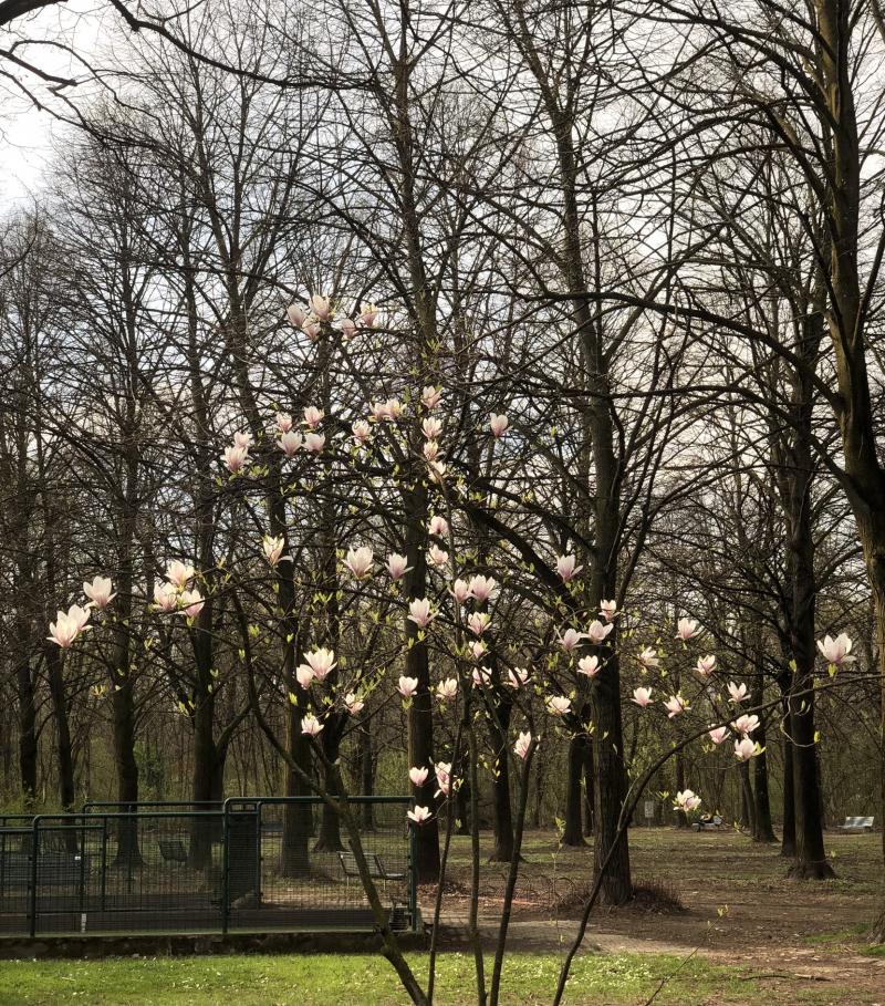 primavera parco nord
