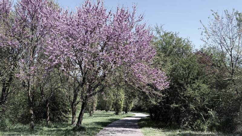 alberi in fiore