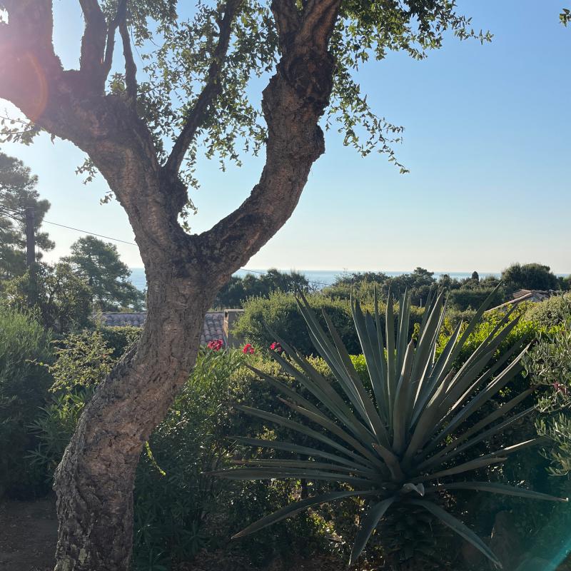 Fotosegnalazione di Sainte-lucie de porto-vecchio