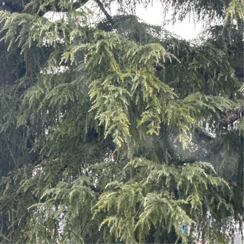 Fotosegnalazione di Dalmine