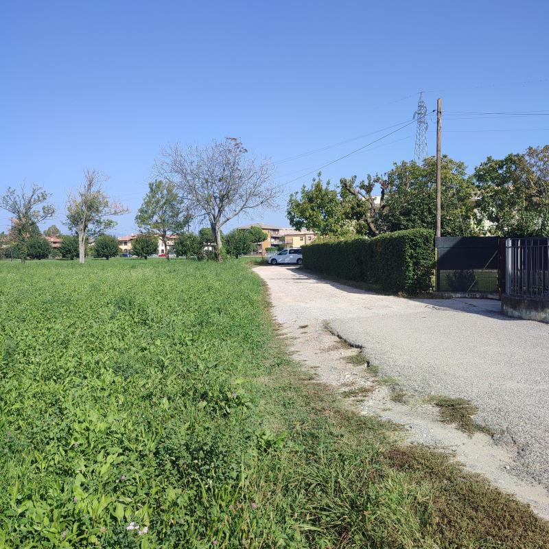 Boschetti sotto