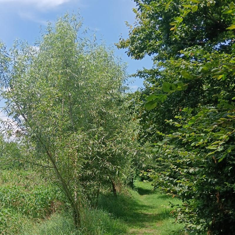 Fotosegnalazione di San giuliano milanese