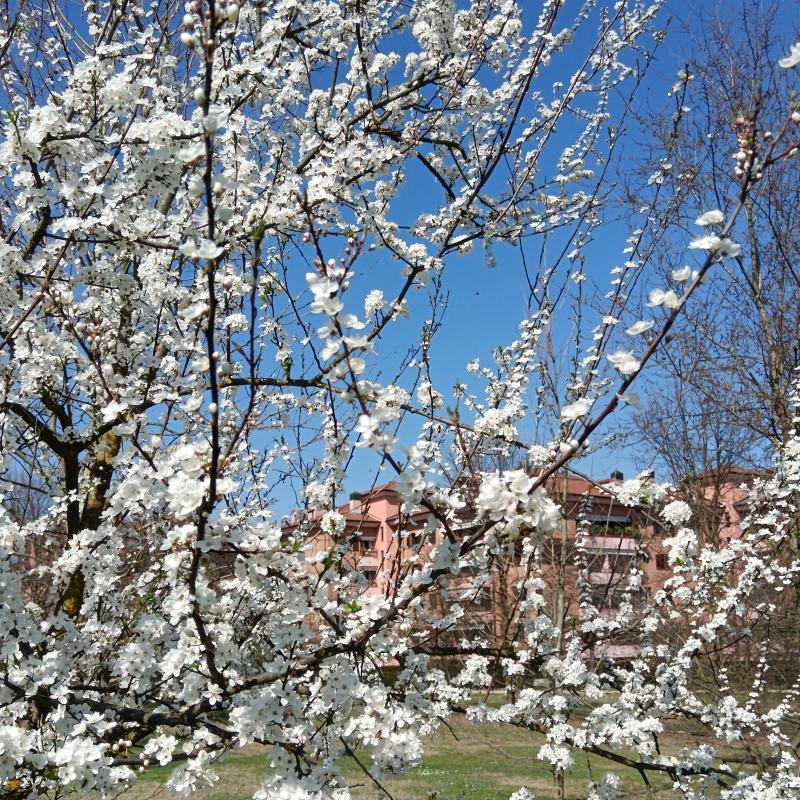 Spring is coming