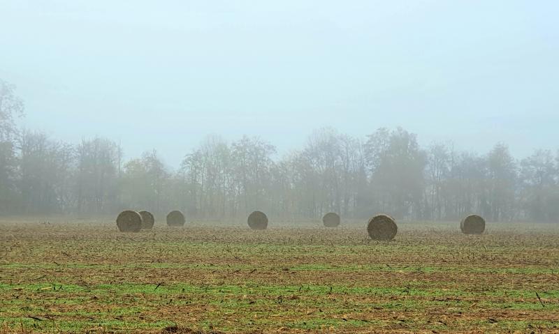 Campagna lodigiana in una giornata nebbiosa