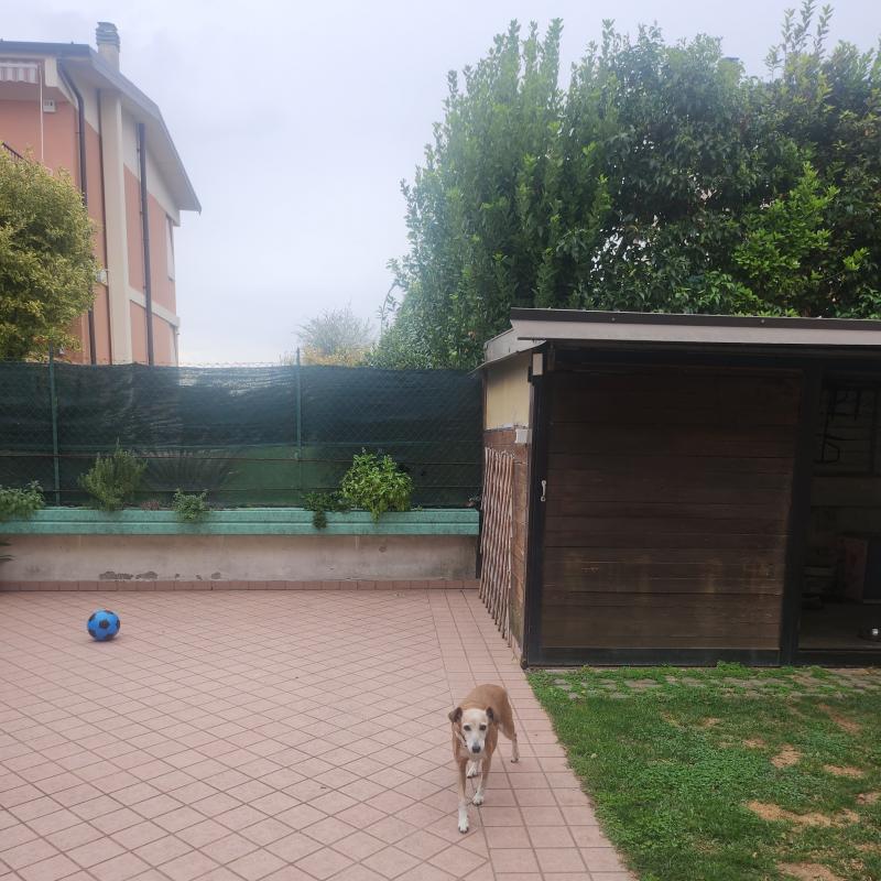Cane in attesa di pioggia