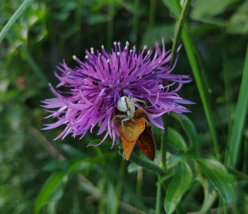 flora e fauna del monte joanaz