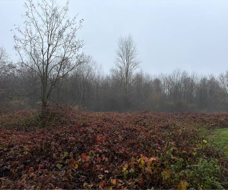 Bosco della besozza