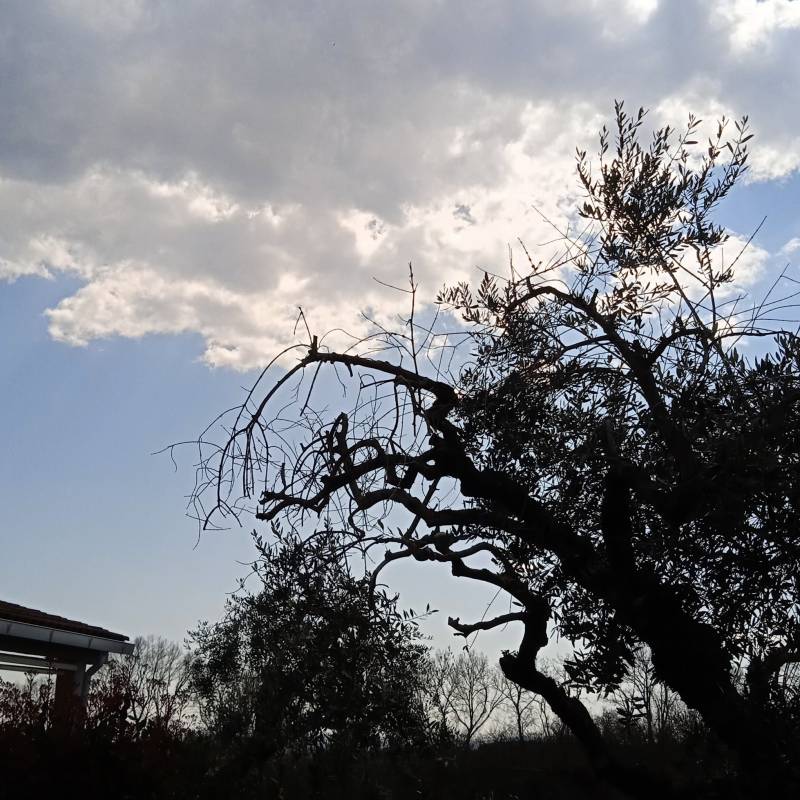 Fotosegnalazione di Capranica