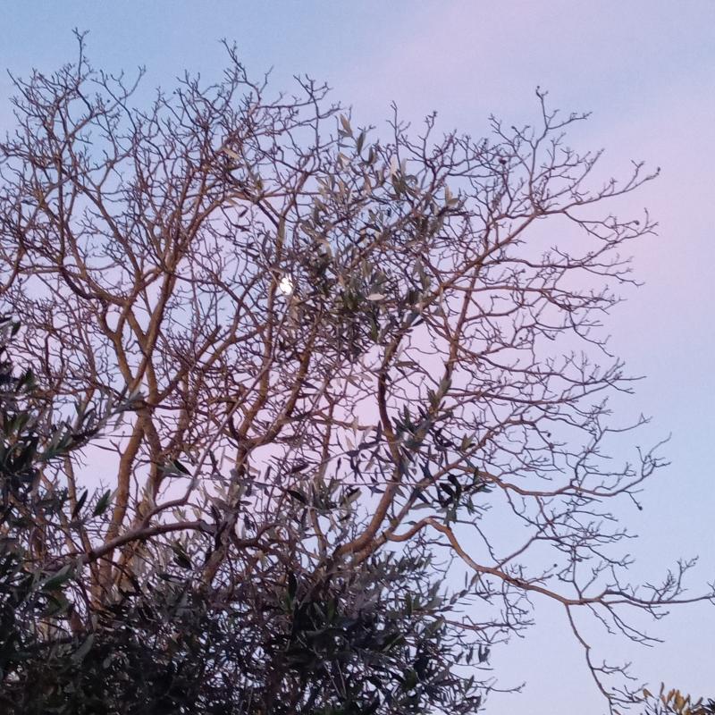 Fotosegnalazione di Capranica