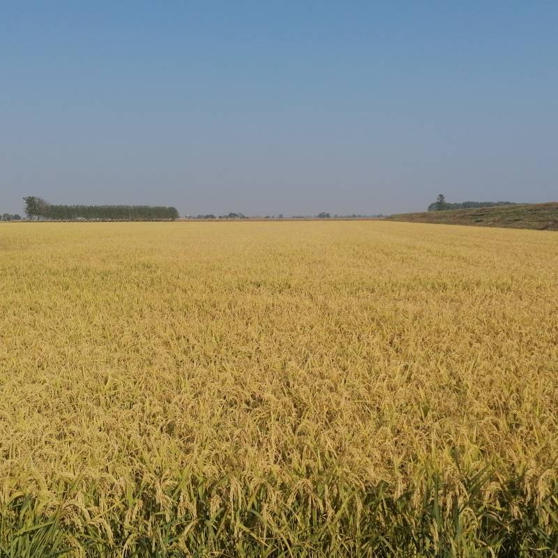 Fotosegnalazione di Casale monferrato