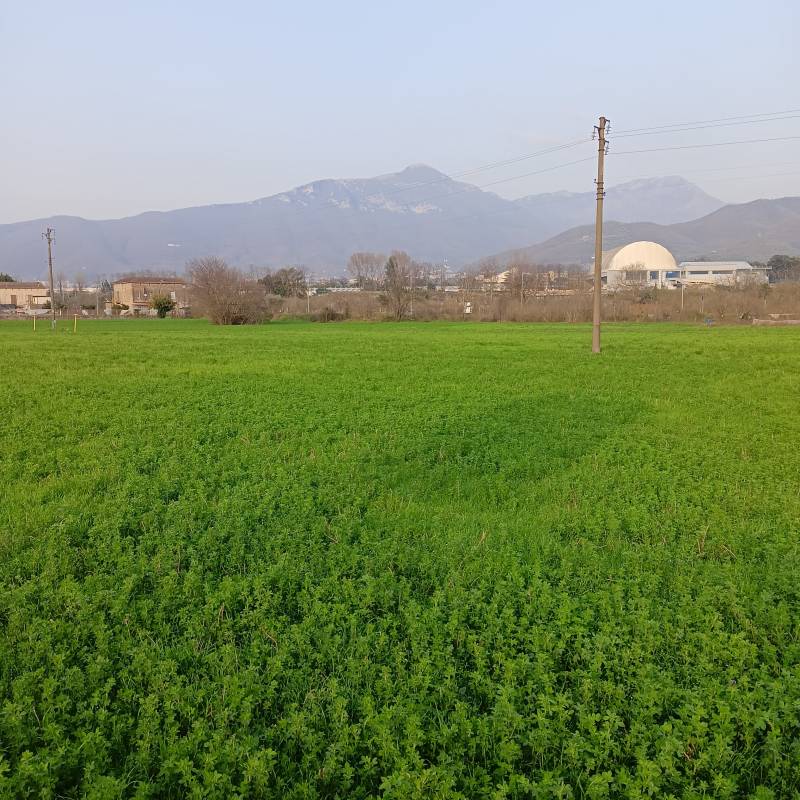 Distesa verde