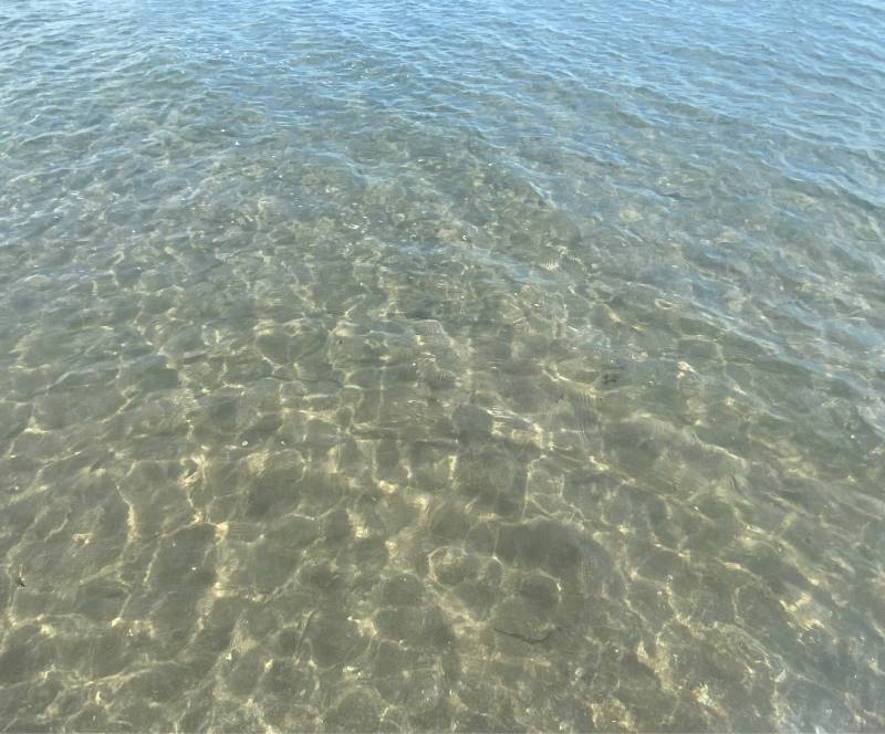 Fotosegnalazione di Rosolina mare