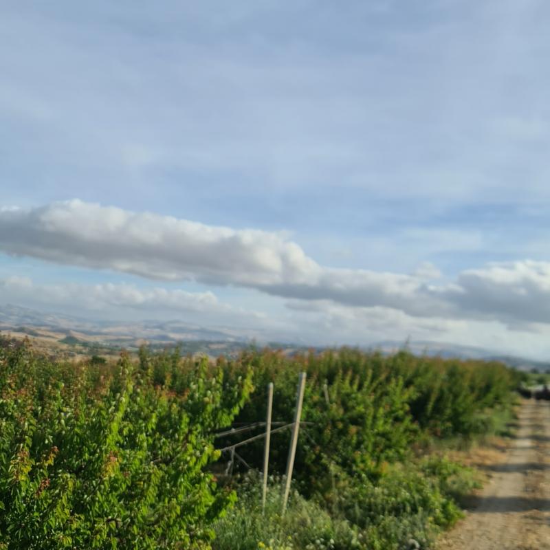 Fotosegnalazione di Caltanissetta sud
