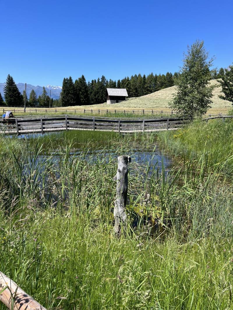 la bellezza della natura ilprofumo del fieno