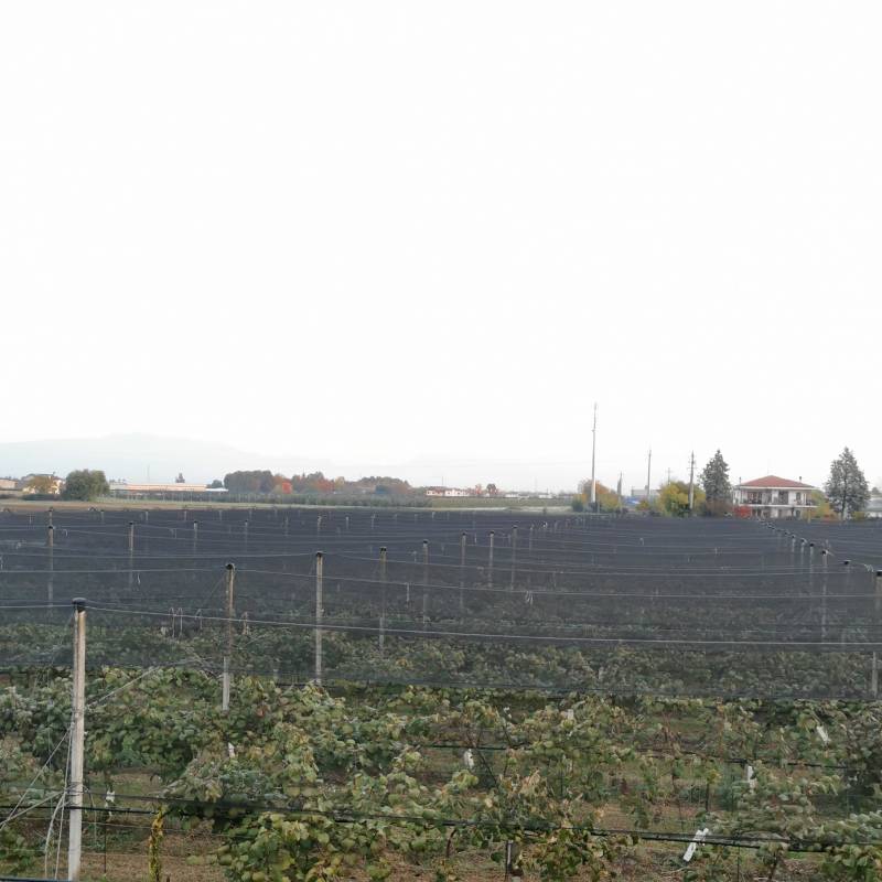 Fotosegnalazione di Povegliano veronese