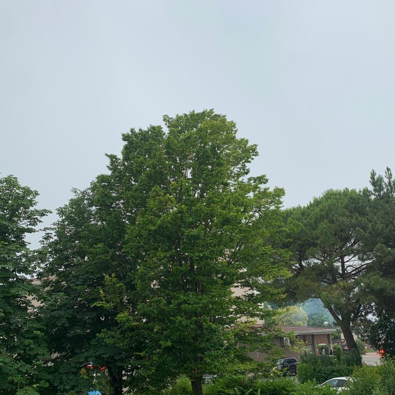 Fotosegnalazione di Motta di livenza