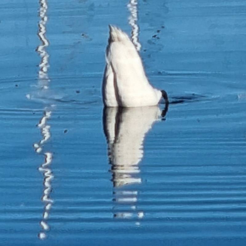 Fotosegnalazione di Arona