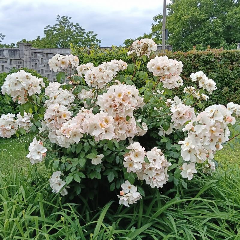 roseto fiorito