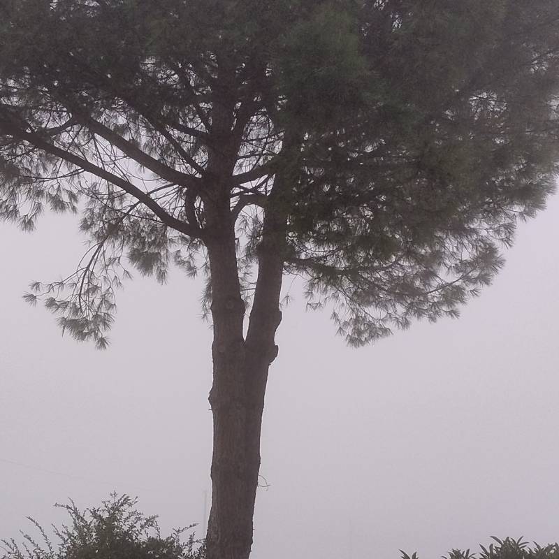 nebbia in prima mattina