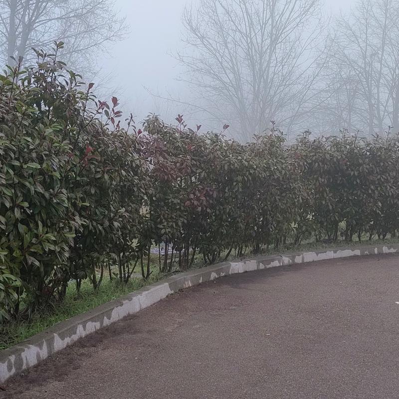 giovedi' nebbioso...